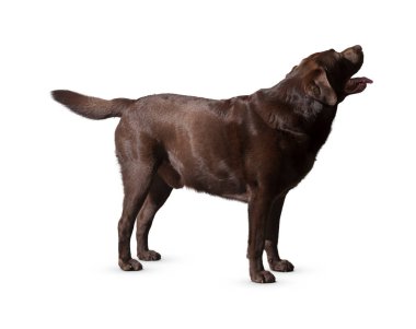 Köpek beyaz arka planda izole edilmiş. Yavru köpek beyaz arka planda izole edilmiş. Köpek, köpek, köpek, evcil hayvan. Şirin köpek ya da evcil hayvan oynuyor ve mutlu görünüyor. Hareket, hareket, hareket kavramı. Kes köpek..