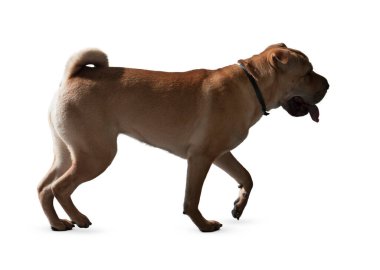 Köpek beyaz arka planda izole edilmiş. Yavru köpek beyaz arka planda izole edilmiş. Köpek, köpek, köpek, evcil hayvan. Şirin köpek ya da evcil hayvan oynuyor ve mutlu görünüyor. Hareket, hareket, hareket kavramı. Kes köpek..