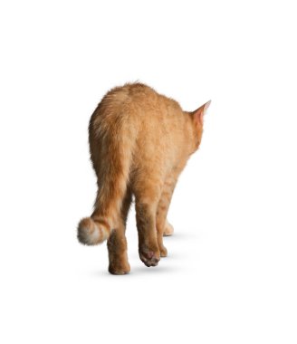 Kedi beyaz arka planda izole edilmiş. Beyaz arka planda uzun, komik bir kedi yavrusu. Sevimli ve sevimli. Keskin kedi. Evcil hayvanlar. Kedicik, kedicik, Tabby. Kedinin yakın plan portresi. Güzel kedi yalnız..