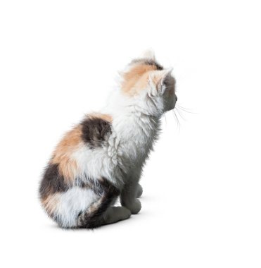 Kedi beyaz arka planda izole edilmiş. Beyaz arka planda uzun, komik bir kedi yavrusu. Sevimli ve sevimli. Keskin kedi. Evcil hayvanlar. Kedicik, kedicik, Tabby. Kedinin yakın plan portresi. Güzel kedi yalnız..