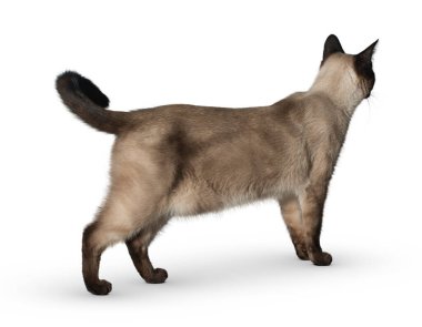 Kedi beyaz arka planda izole edilmiş. Beyaz arka planda uzun, komik bir kedi yavrusu. Sevimli ve sevimli. Keskin kedi. Evcil hayvanlar. Kedicik, kedicik, Tabby. Kedinin yakın plan portresi. Güzel kedi yalnız..