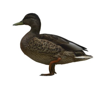 Ördek beyaz arka planda izole edilmiş. Kesme yolu olan bir ördek. Beyaz arkaplanda izole edilmiş renkli vahşi ördek.