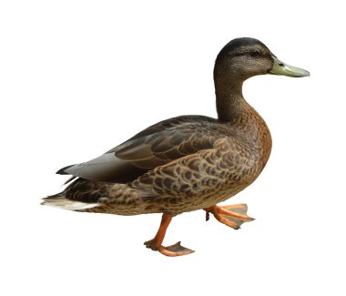 Ördek beyaz arka planda izole edilmiş. Kesme yolu olan bir ördek. Beyaz arkaplanda izole edilmiş renkli vahşi ördek.