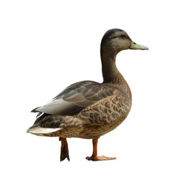 Ördek beyaz arka planda izole edilmiş. Kesme yolu olan bir ördek. Beyaz arkaplanda izole edilmiş renkli vahşi ördek.