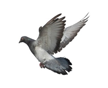 Yarış güvercini kuşunun tüm vücudu beyaz arka planı izole eder. Güvercin beyaz arka planda izole edilir. Kes kuşları. Kes-at kuşu. kuş beyaz arkaplanda izole.
