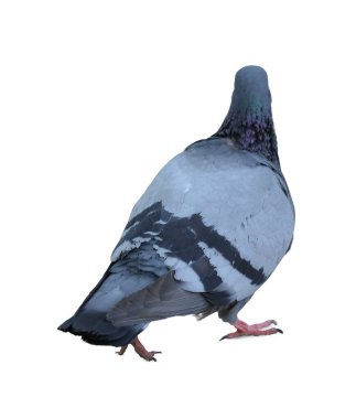 Yarış güvercini kuşunun tüm vücudu beyaz arka planı izole eder. Güvercin beyaz arka planda izole edilir. Kes kuşları. Kes-at kuşu. kuş beyaz arkaplanda izole.