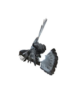 Yarış güvercini kuşunun tüm vücudu beyaz arka planı izole eder. Güvercin beyaz arka planda izole edilir. Kes kuşları. Kes-at kuşu. kuş beyaz arkaplanda izole.