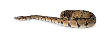 Beyaz arka planda izole edilmiş bir yılan. Kes yılanı. Yılan 'ın beyaz arka planında izole edilmiş. tehlikeli ve zehirli yılanlar. Viper yılan pozisyonları, Viper yılanları.