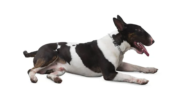 Cão Isolado Fundo Branco Cachorro Isolado Fundo Branco Cão Cachorro — Fotografia de Stock