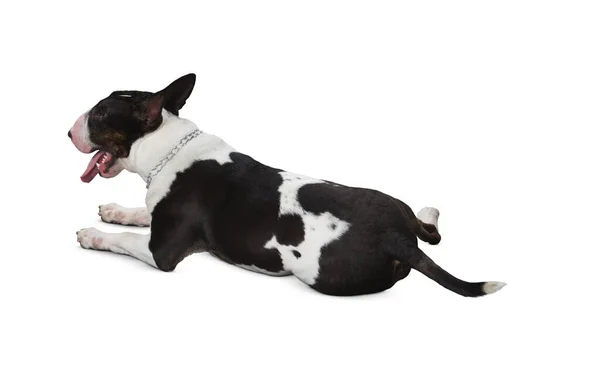 Cão Isolado Fundo Branco Cachorro Isolado Fundo Branco Cão Cachorro — Fotografia de Stock