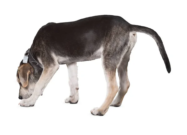 Köpek Beyaz Arka Planda Izole Edilmiş Yavru Köpek Beyaz Arka — Stok fotoğraf