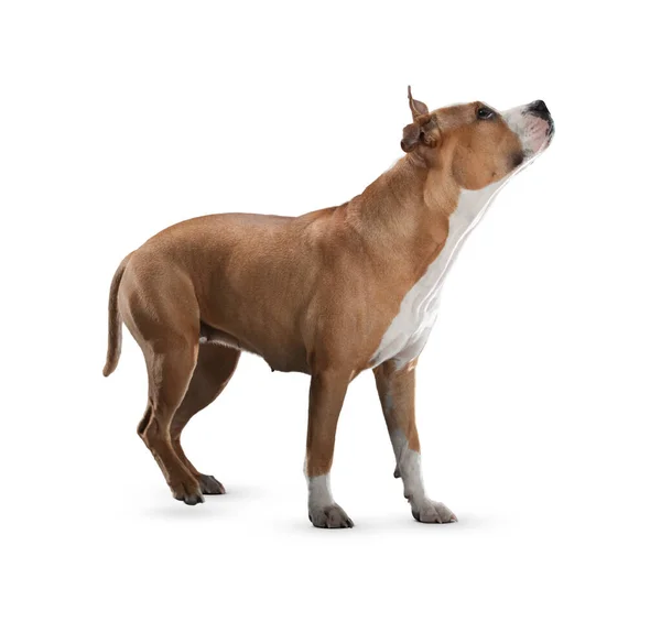 Köpek Beyaz Arka Planda Izole Edilmiş Yavru Köpek Beyaz Arka — Stok fotoğraf