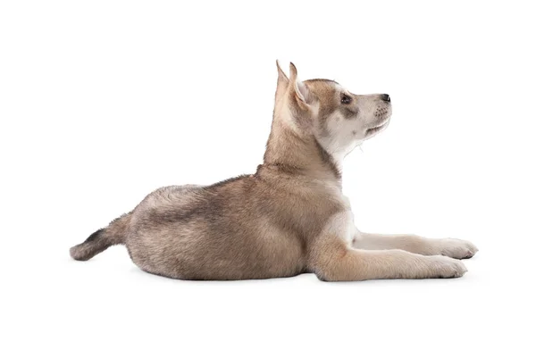 白い背景に隔離された犬 白い背景に隔離された子犬 ペット かわいい遊び心のある犬やペットが遊んでいて 幸せそうに見えます 動きの概念 かわいい犬 — ストック写真