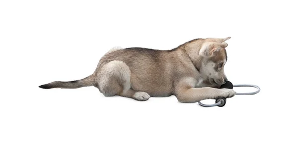Hund Isoliert Auf Weißem Hintergrund Welpe Isoliert Auf Weißem Hintergrund — Stockfoto
