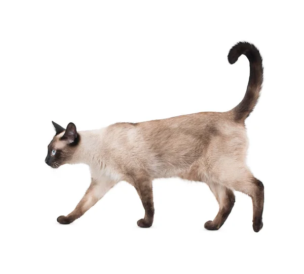 Кошка Изолирована Белом Фоне Смешной Большой Длинноволосый Котенок Белом Фоне — стоковое фото