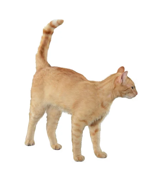 바탕에 고립된 고양이 배경에는 커다란 고양이가 귀엽고 귀엽네 고양이짤렸어 동물잘라 — 스톡 사진