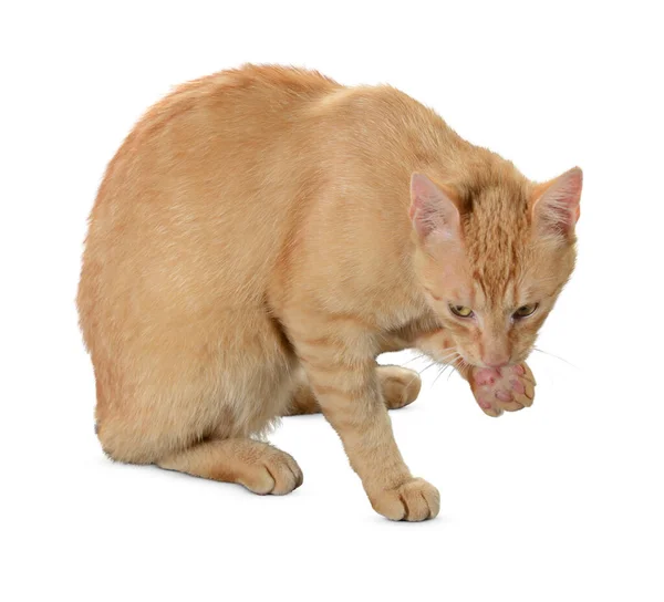 Gato Isolado Fundo Branco Gatinho Cabelo Longo Engraçado Grande Fundo — Fotografia de Stock