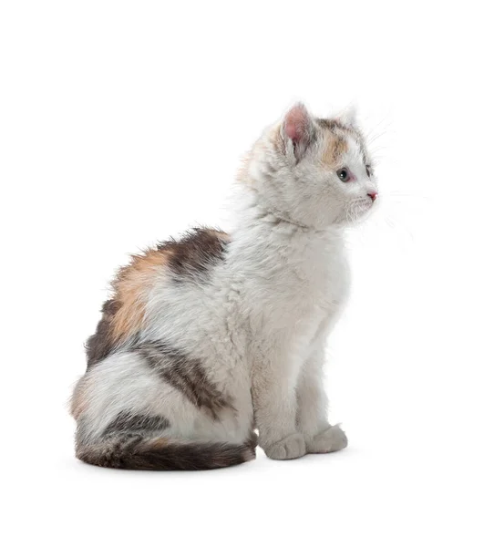 Gatto Isolato Sfondo Bianco Divertente Grande Gattino Capelli Lunghi Sfondo — Foto Stock