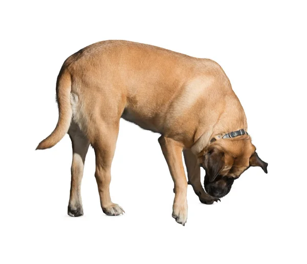 Hund Isolerad Vit Bakgrund Valp Isolerad Vit Bakgrund Hund Valp — Stockfoto
