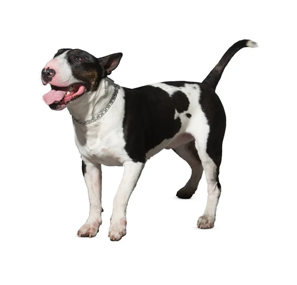 Pes Izolovaný Bílém Pozadí Štěně Izolované Bílém Pozadí Pes Štěně — Stock fotografie