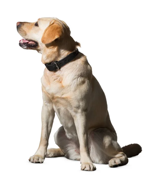 배경에 고립되어 배경에 고립된 강아지 강아지 강아지 강아지 귀여운 강아지나 — 스톡 사진