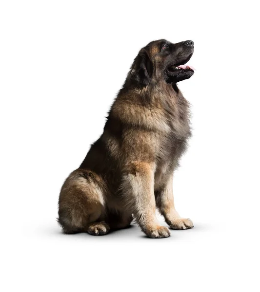 Perro Aislado Sobre Fondo Blanco Cachorro Aislado Sobre Fondo Blanco — Foto de Stock