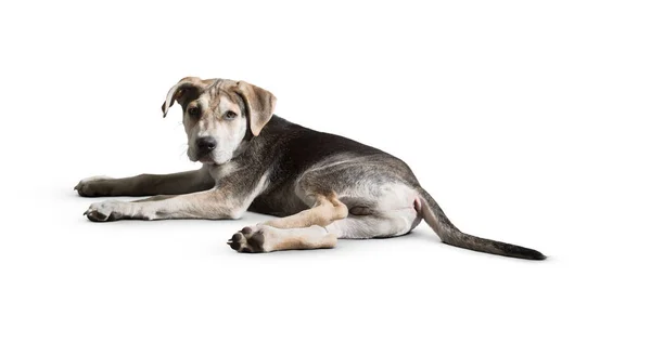 Dog Isolated White Background Puppy Isolated White Background Dog Puppy — Stock Photo, Image