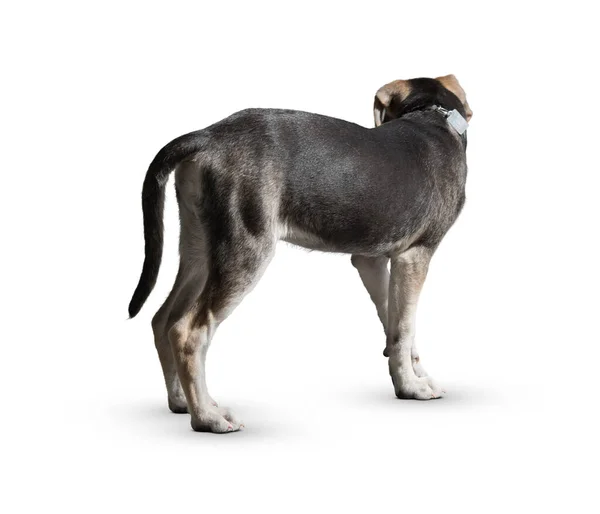 Hund Isolerad Vit Bakgrund Valp Isolerad Vit Bakgrund Hund Valp — Stockfoto
