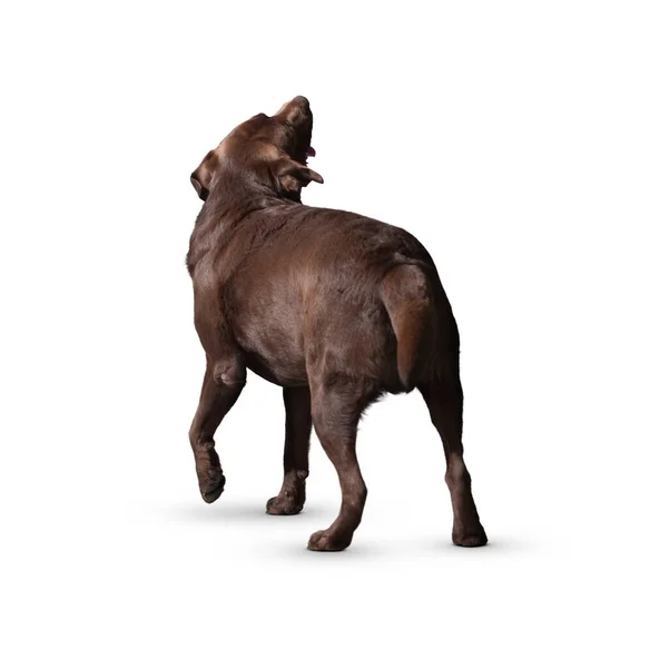 배경에 고립되어 배경에 고립된 강아지 강아지 강아지 강아지 귀여운 강아지나 — 스톡 사진