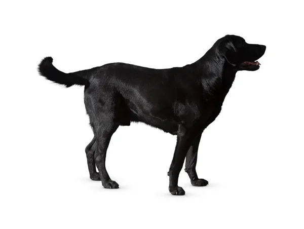 Hund Isoliert Auf Weißem Hintergrund Welpe Isoliert Auf Weißem Hintergrund — Stockfoto