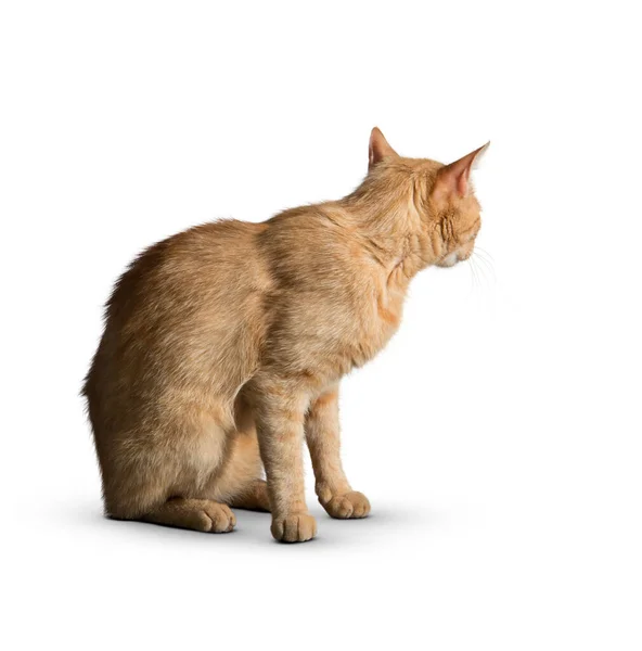 Gato Isolado Fundo Branco Gatinho Cabelo Longo Engraçado Grande Fundo — Fotografia de Stock