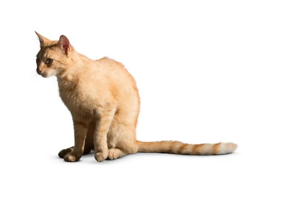 แมวถ กแยกจากพ นหล ขาว กแมวผมยาวต วใหญ ตลกบนพ นหล ขาว กและน — ภาพถ่ายสต็อก