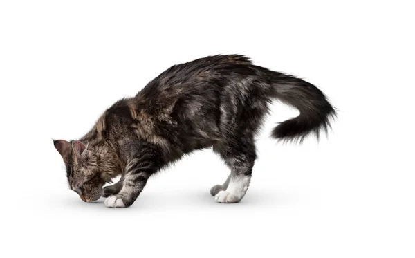 바탕에 고립된 고양이 배경에는 커다란 고양이가 귀엽고 귀엽네 고양이짤렸어 동물잘라 — 스톡 사진
