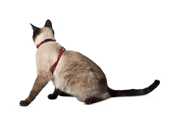 被白色背景隔离的猫 白色背景的有趣的大长毛猫咪 可爱又可爱 剪断的猫 剪断的宠物 Tabby 猫的特写 漂亮的猫被隔离了 — 图库照片