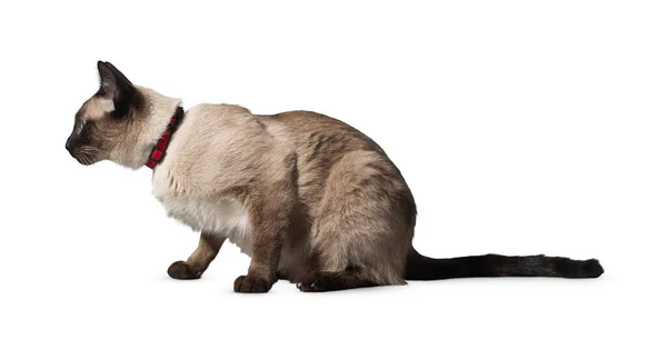 Katt Isolerad Vit Bakgrund Rolig Stor Lång Hår Kattunge Vit — Stockfoto