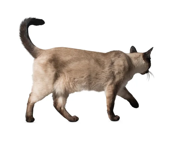 Кошка Изолирована Белом Фоне Смешной Большой Длинноволосый Котенок Белом Фоне — стоковое фото