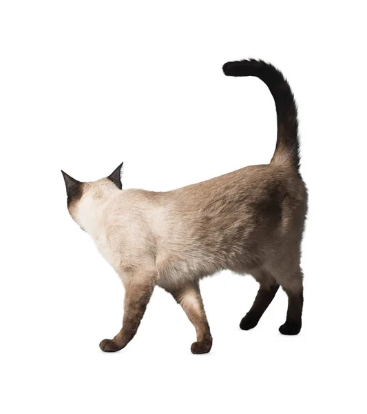 แมวถ กแยกจากพ นหล ขาว กแมวผมยาวต วใหญ ตลกบนพ นหล ขาว กและน — ภาพถ่ายสต็อก