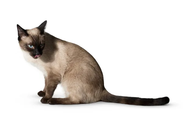 Gato Isolado Fundo Branco Gatinho Cabelo Longo Engraçado Grande Fundo — Fotografia de Stock