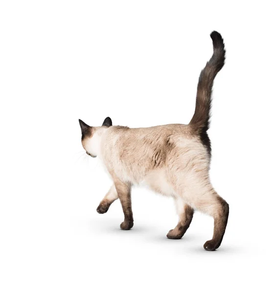 Gato Aislado Sobre Fondo Blanco Gatito Pelo Largo Grande Divertido — Foto de Stock