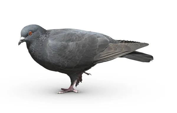 Vollkörper Der Geschwindigkeit Renntaube Vogel Isolieren Weißen Hintergrund Taube Isoliert — Stockfoto