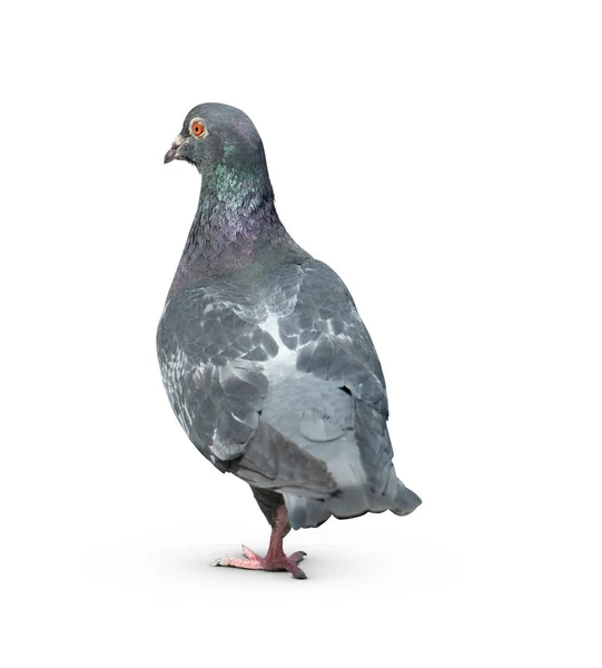 Corps Complet Course Vitesse Pigeon Oiseau Isoler Fond Blanc Pigeon — Photo