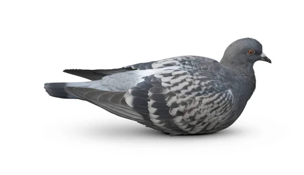 Full Body Speed Racing Pigeon Bird Isolate White Background Pigeon — Stock Photo, Image