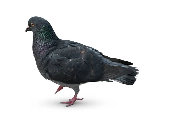 Full Body Speed Racing Pigeon Bird Isolate White Background Pigeon — Stock Photo, Image