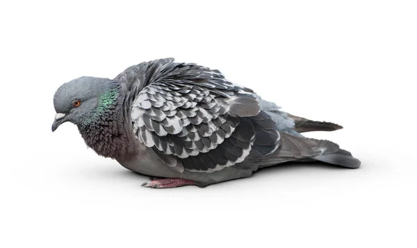 Vollkörper Der Geschwindigkeit Renntaube Vogel Isolieren Weißen Hintergrund Taube Isoliert — Stockfoto