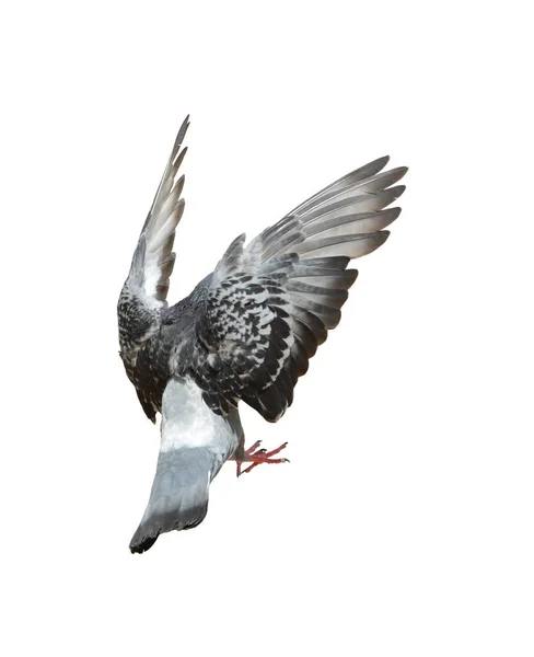 Yarış Güvercini Kuşunun Tüm Vücudu Beyaz Arka Planı Izole Eder — Stok fotoğraf