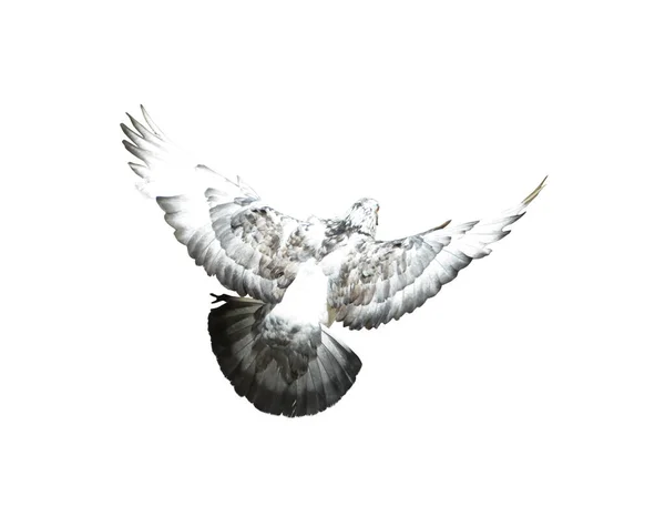全身上下都是赛鸽鸟隔离的白色背景 鸽子在白色背景上被隔离 剪断的鸟 剪断的鸟 白色背景的鸟类隔离 — 图库照片