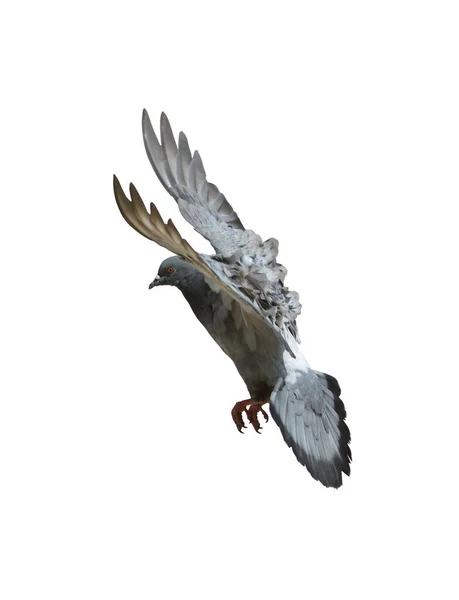 Burung Balap Penuh Kecepatan Mengisolasi Latar Belakang Putih Burung Merpati — Stok Foto
