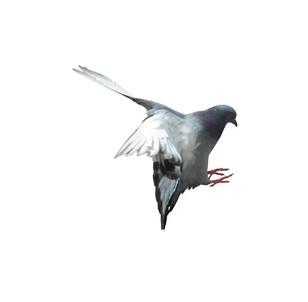 Corpo Inteiro Velocidade Corrida Pombo Pássaro Isolado Fundo Branco Pombo — Fotografia de Stock
