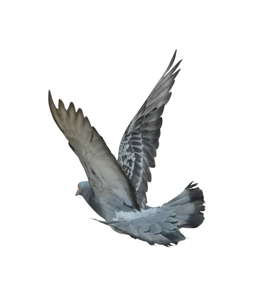 Corpo Inteiro Velocidade Corrida Pombo Pássaro Isolado Fundo Branco Pombo — Fotografia de Stock