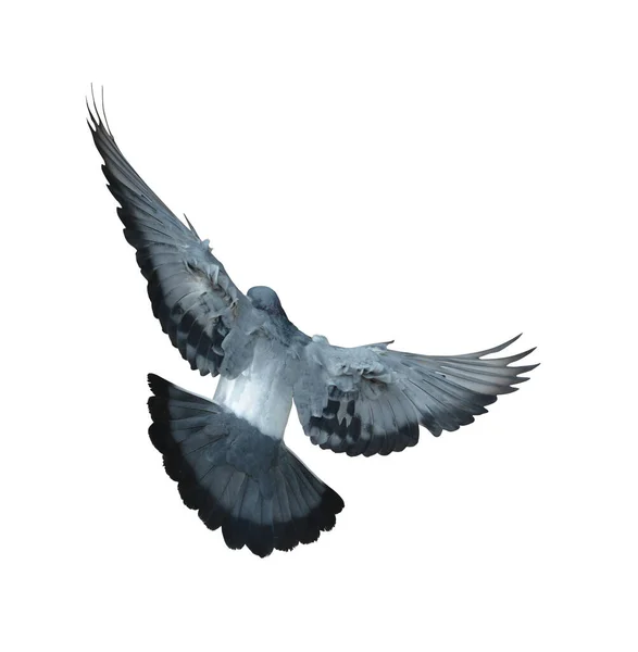 Corps Complet Course Vitesse Pigeon Oiseau Isoler Fond Blanc Pigeon — Photo